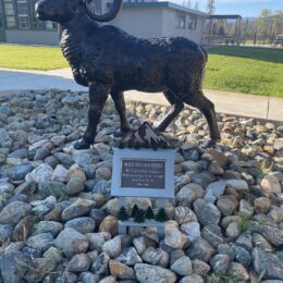 Large Bighorn Ram Metal Garden Statue